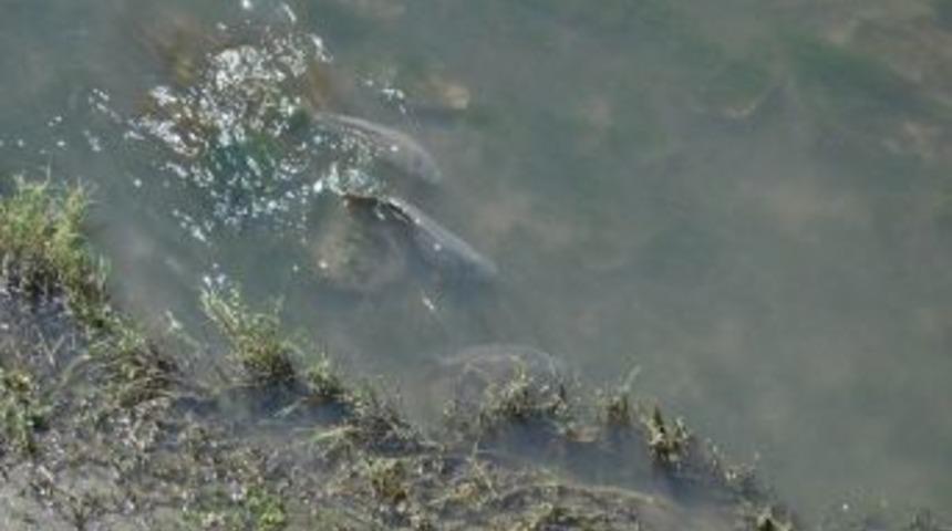 Yeşilırmak&rsquo;ta Balık Resitali Amasyalıları Sevindirdi