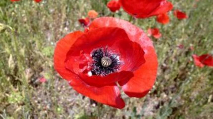 Gelincikler A&ccedil;tı