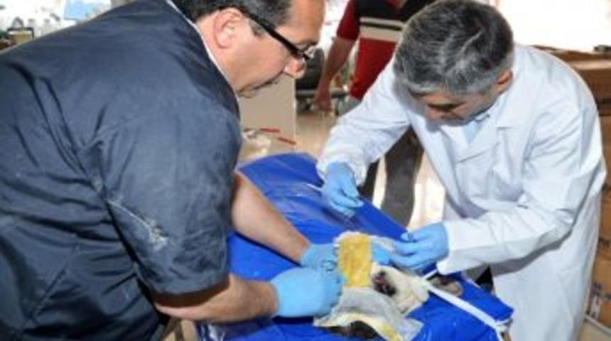 K&ouml;peğe G&ouml;z Fıtığı Ameliyatı