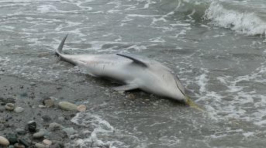 Yunus &Ouml;l&uuml;mleri Vatandaşları Korkutuyor