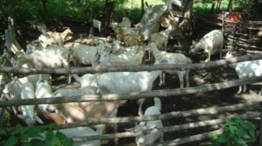 Sosyal Yardımlaşma Vakfı'ndan Ke&ccedil;i Yardımı