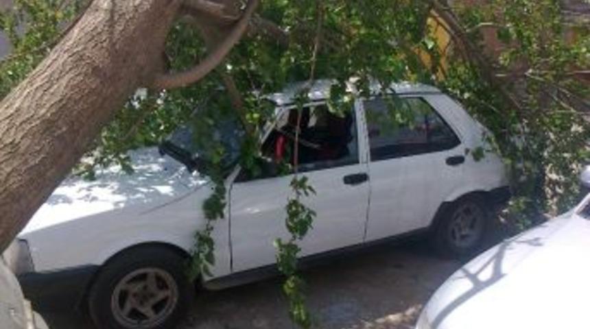 Fırtına Ağa&ccedil;ları Yerinden S&ouml;kt&uuml;