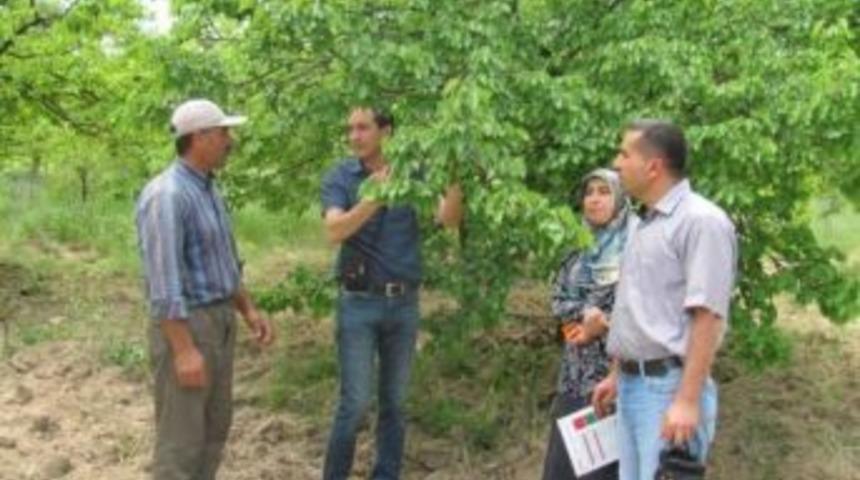 Erik Koşnili Zararlısı Arazide İncelendi