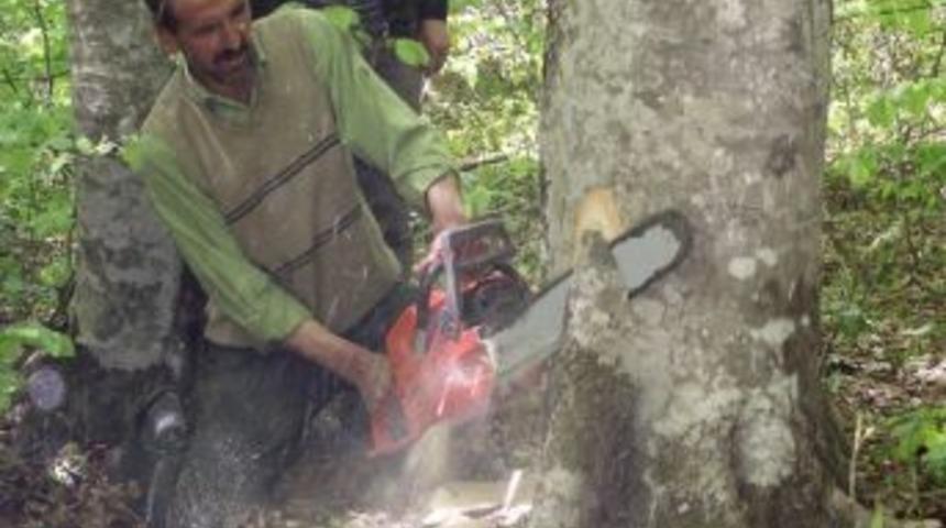 Akkuş'ta Orman Kesme Tatbikatı