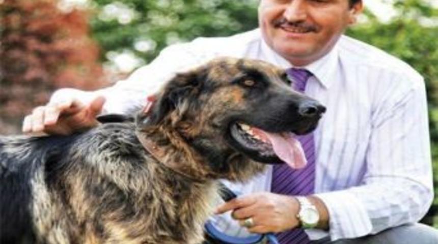 Osmangazi&rsquo;den Sokak Hayvanlarına Kesintisiz Hizmet