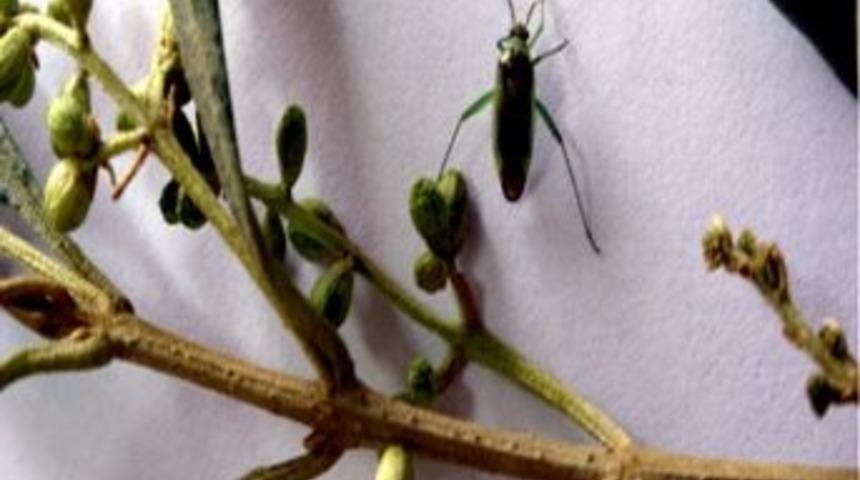 Aydın&rsquo;da Zeytin &Ccedil;i&ccedil;ek Sap Sokanı Zararlısı İle M&uuml;cadele S&uuml;r&uuml;yor