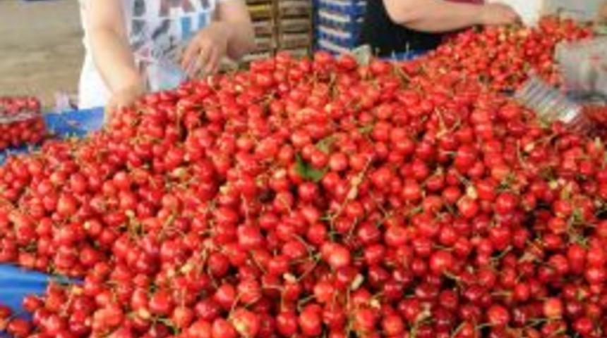 Rekolte D&uuml;ş&uuml;nce Tarlada 13 Lira Olan Kiraz Vatandaşın Cebini Yakacak