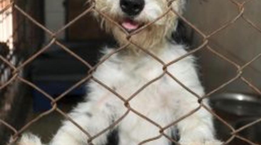 Petshop Sahiplerine Eğitim Verilecek