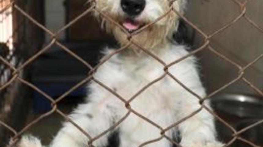 Petshop Sahiplerine Hayvan Davranışları Ve Bakımı Eğitimi Verilecek