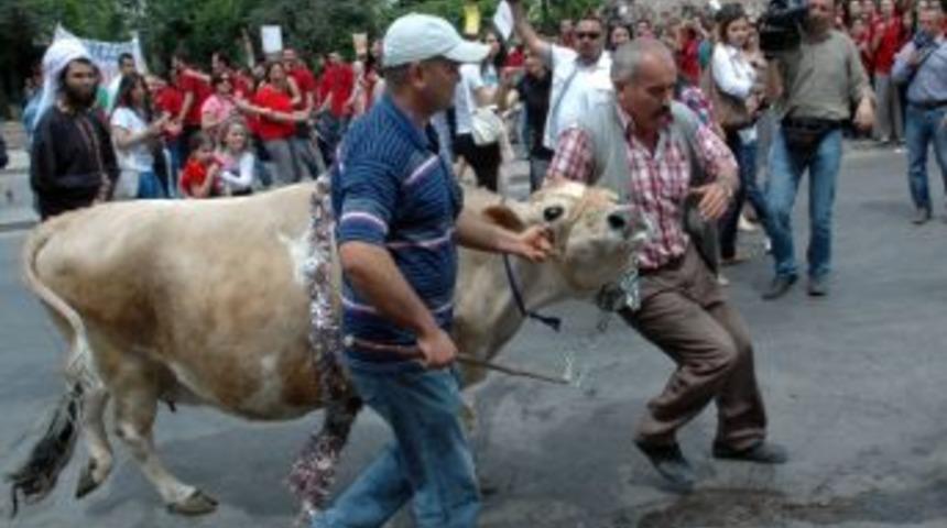M&uuml;lkiye'nin İnek Bayramı'na 'milli İ&ccedil;ki' Ve 'biber Gazı' Damga Vurdu