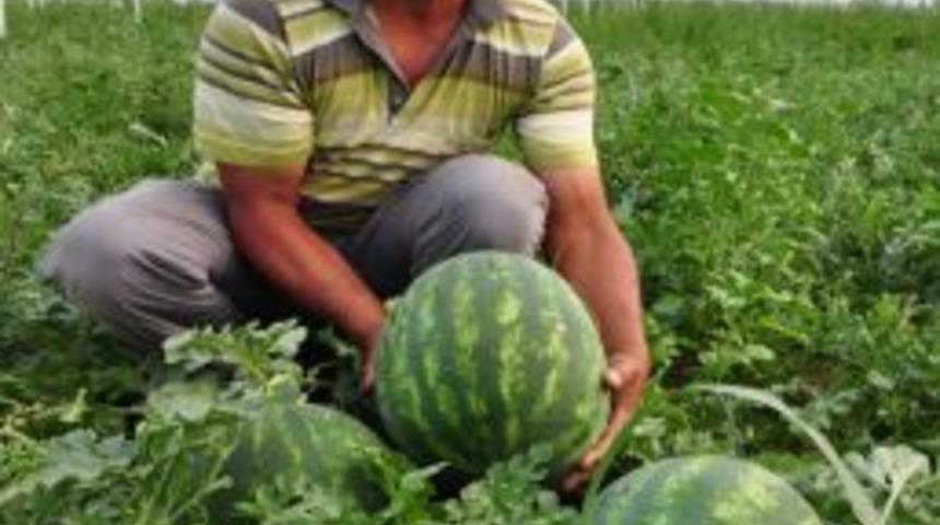 Havalar Isındı, Antalya'nın Karpuzu 1 Bu&ccedil;uk Liradan Kapışılıyor