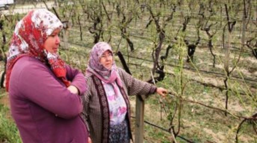 Dolu Sarıg&ouml;l&rsquo;de Hasara Yol A&ccedil;tı.
