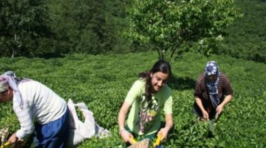 Giresun&rsquo;un Espiye İl&ccedil;esinde 1. S&uuml;rg&uuml;n Yaş &Ccedil;ay Hasadı Başladı