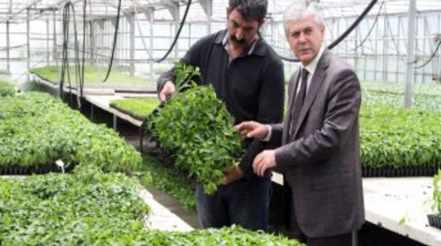 Bah&ccedil;e K&uuml;lt&uuml;rleri, &Uuml;rettiği 500 Bin Fideyi B&ouml;lgeye Satıyor