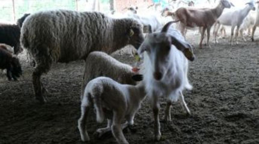 Ke&ccedil;i Yetim Kalan Kuzu Yavrularına S&uuml;t Anneliği Yapıyor