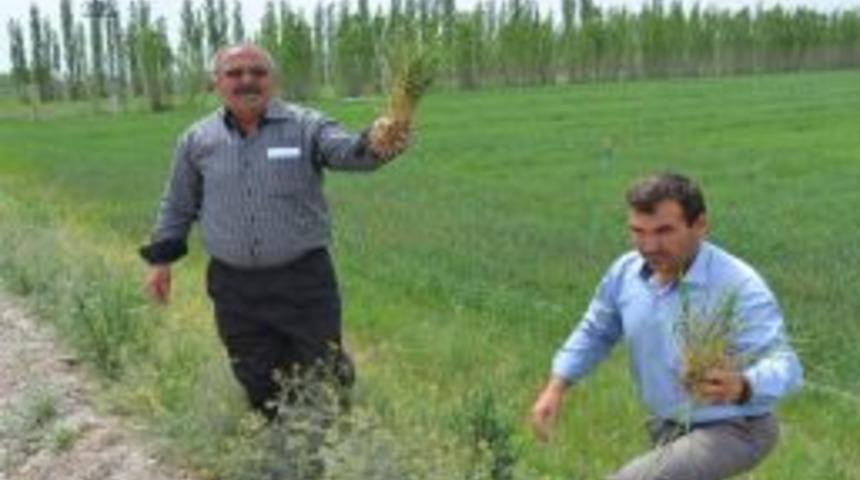 Patatese Alternatif Olarak Ekilen Buğday, Elektrik Problemi Y&uuml;z&uuml;nden Kuruyor