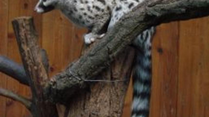 Hayvanat Bah&ccedil;esi Ailesi B&uuml;y&uuml;yor