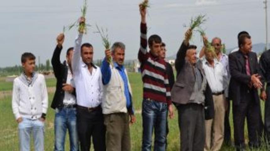 Niğde'de Sulanmayan Buğdaylar Tehlike Altında