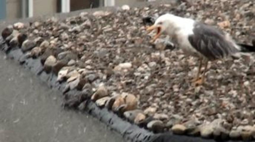 Yavrusunu Sele Kaptıran Martının &Ccedil;ırpınması Y&uuml;rek Dağladı