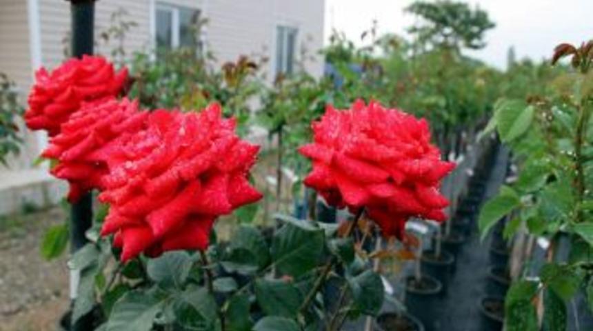 Bursa Valisi Harput, G&uuml;l &Uuml;reten Ekerler Roses Firmasını Ziyaret Etti