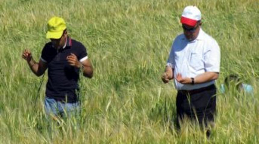 Ereğli&rsquo;de Kımıl Ve S&uuml;ne &Ccedil;alışması Başladı