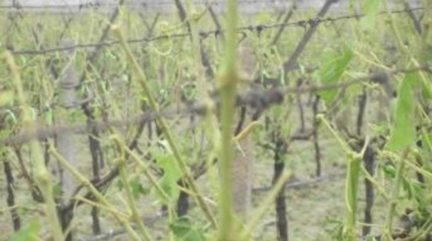 Ak Parti Milletvekili Aydemir Sarıg&ouml;l'deki Dolu Afetine Duyarsız Kalmadı