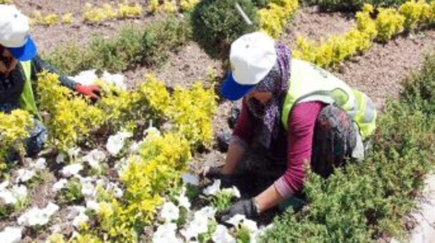 G&ouml;lbaşı, Yaz &Ccedil;i&ccedil;ekleri İle Rengarenk