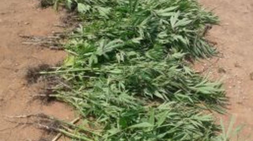 Tarsus'ta 710 K&ouml;k Kenevir Ele Ge&ccedil;irildi