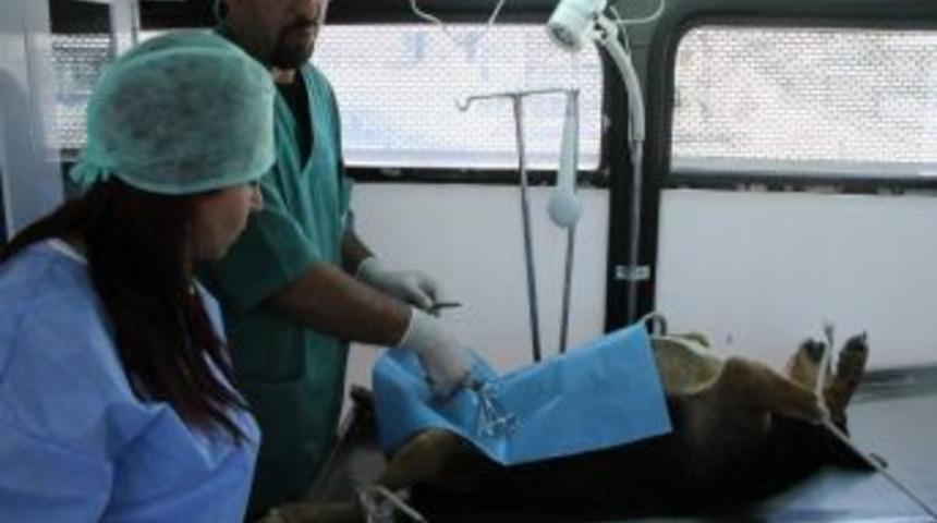 Belediyeden Sokak Hayvanlarına Y&ouml;nelik &Ccedil;alışmalar