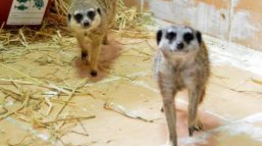 İsrail&rsquo;de Doğdular, İzmirli Oldular