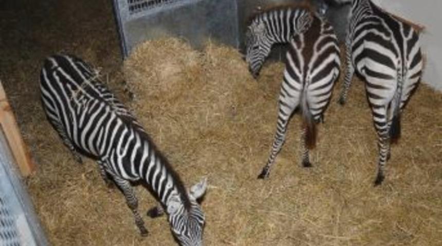 İsrail&rsquo;de Doğdular İzmirli Oldular