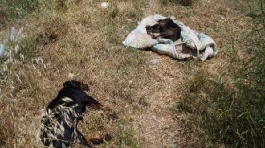 Marmaris'te K&ouml;peklerin Zehirlendiği İddiası