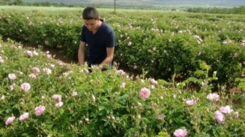 Isparta'da G&uuml;ller Erken A&ccedil;tı, Rekolte Artışı Bekleniyor