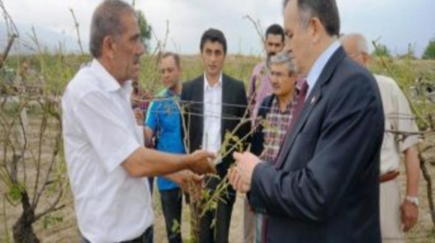 Manisa Milletvekilleri, Doludan Zarar G&ouml;ren Bağlarda İncelemede Bulundu
