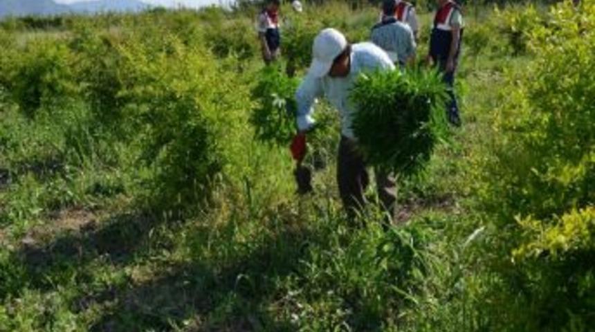 Ortaca&rsquo;da 28 Bin K&ouml;k Kenevir Ele Ge&ccedil;irildi