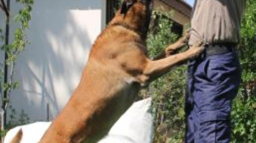 (&ouml;zel Haber) - Alfa 5 Yılda 3 Ton Esrar Buldu