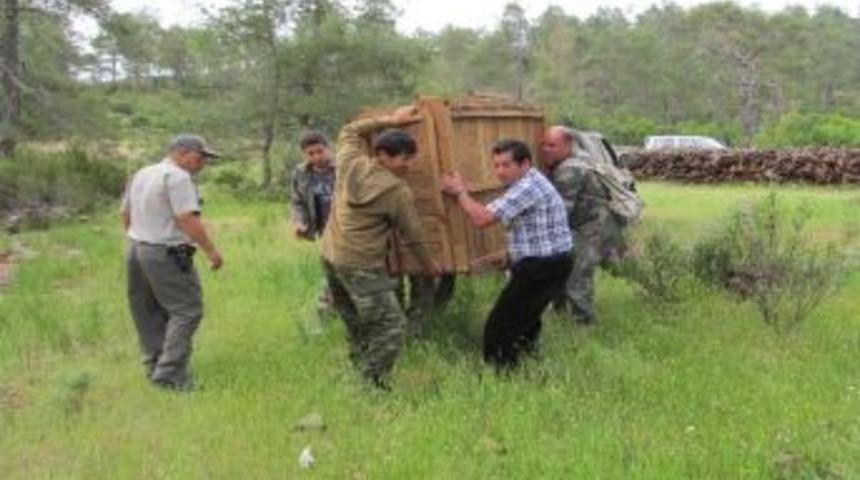 K&ouml;yceğiz Yaban Hayatı Sahasına Alageyik