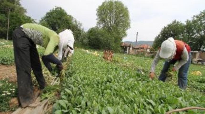 Muğla'da Tütüne Dönüş Başladı