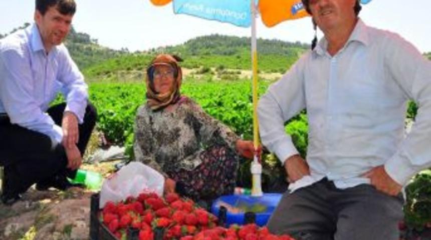 Damlama Sulama Sistemi &Ccedil;ileğin Verim Ve Kalitesini Arttırdı