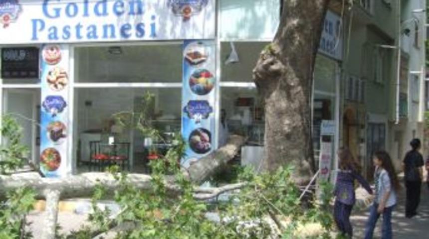 Tescilli Ağacın Kopan Dalı Pastaneye Hasar Verdi
