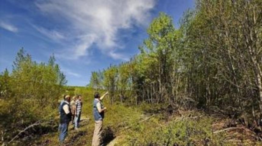 Kastamonu&rsquo;da Doğal Yabanıl Meyve Ormanı