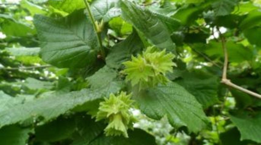 Sis fındık rekoltesini azalttı