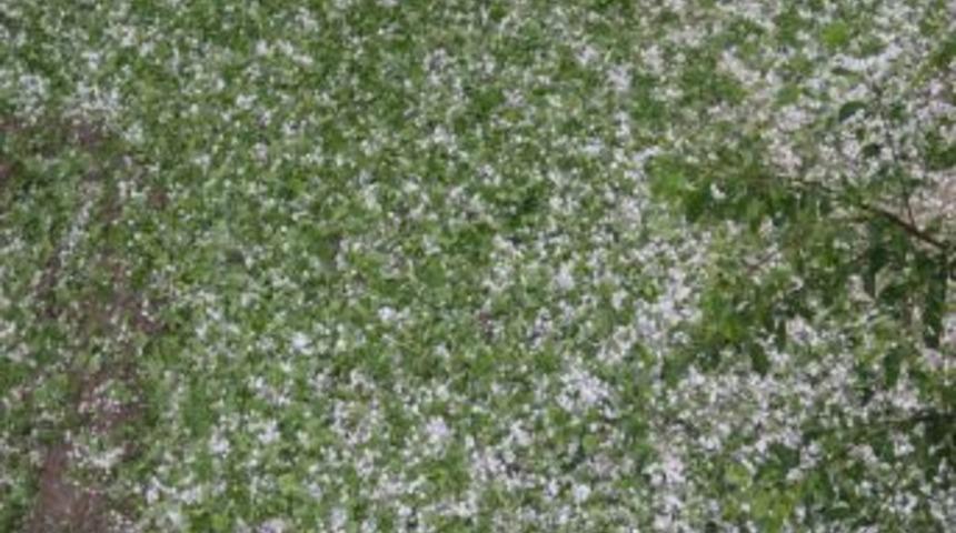 Iğdır'da Ceviz B&uuml;y&uuml;kl&uuml;ğ&uuml;nde Dolu Yağdı