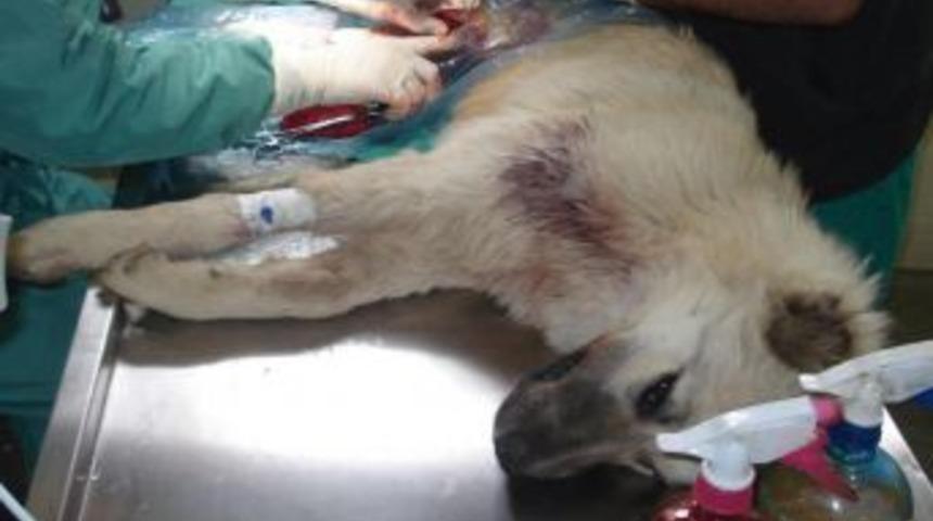 Yaralı K&ouml;peğe Platin Takıldı