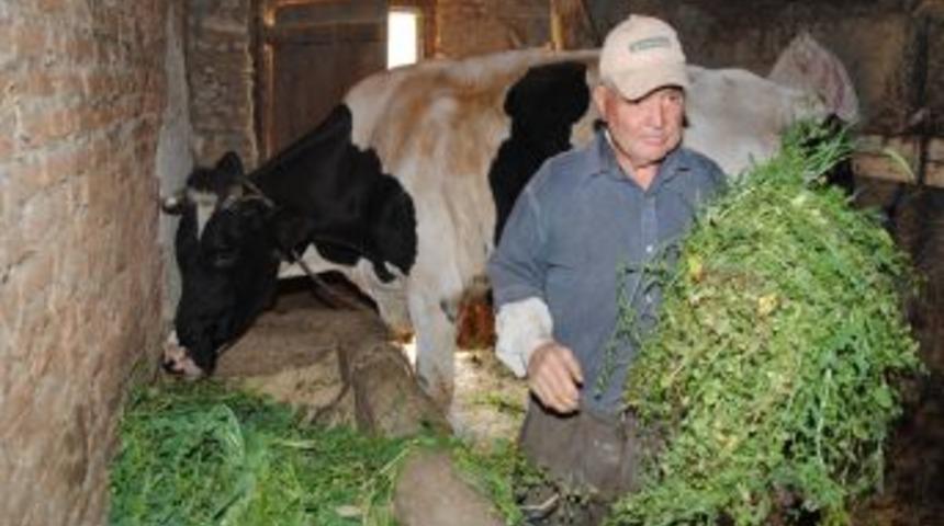 S&uuml;t Sığırcılığı Maliyetlerinin Artması Hayvancılığı Zor Durumda Bırakıyor