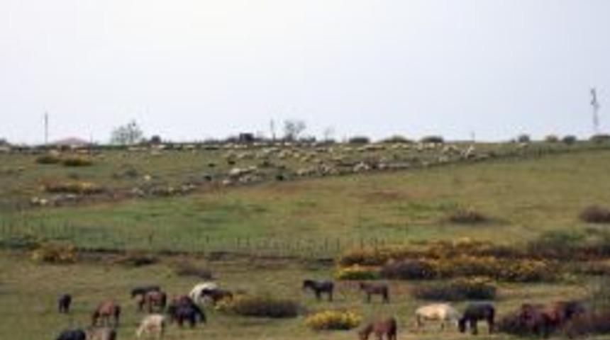Yılkı At S&uuml;r&uuml;leri