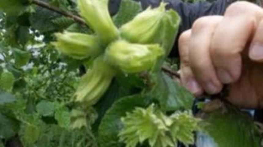 Fındıkta &Ccedil;otanaklar Erken Oluştu