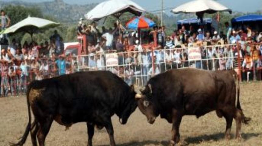 Ege&rsquo;de Boğa G&uuml;reşleri Başladı
