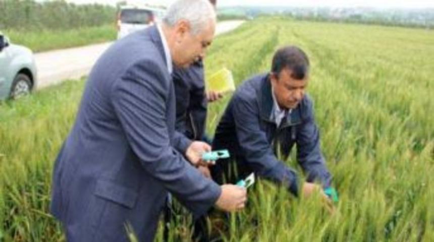 Eskikaraağa&ccedil; K&ouml;y&uuml;nde S&uuml;ne Yumurta Parazitoidi Salımı Yapıldı