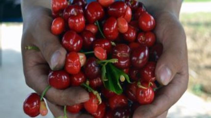 Turfanda Kiraz, Kahramanmaraşlı &Uuml;reticilerin Y&uuml;z&uuml;n&uuml; G&uuml;ld&uuml;recek